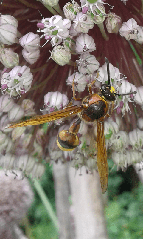 Delta unguiculatum (Vespidae)? S, Vespidae Eumeninae